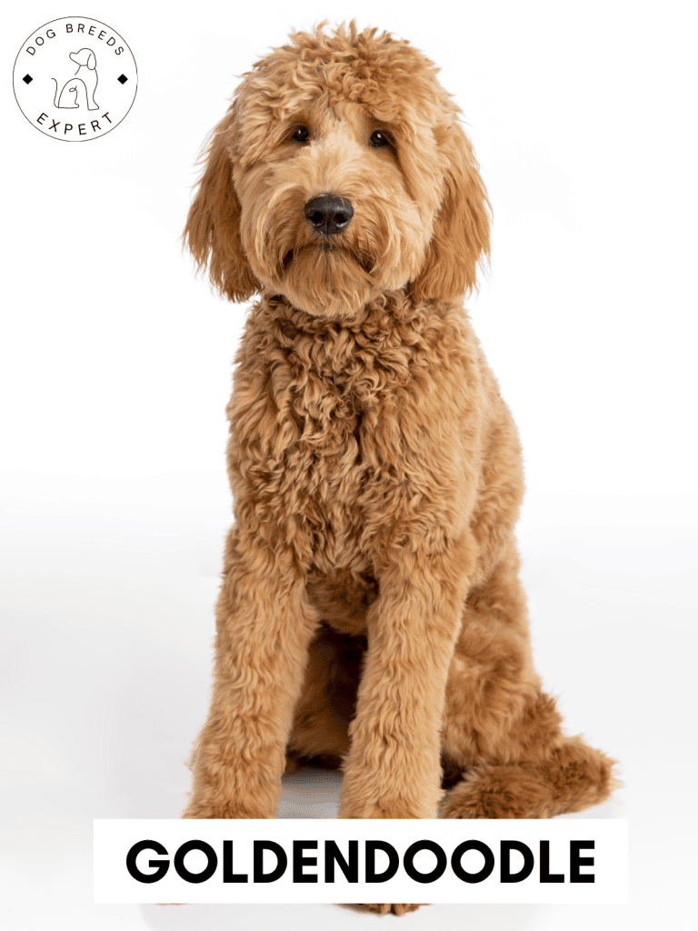 Goldendoodle