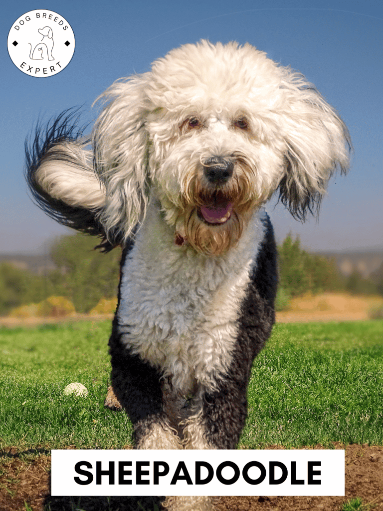 Sheepadoodle