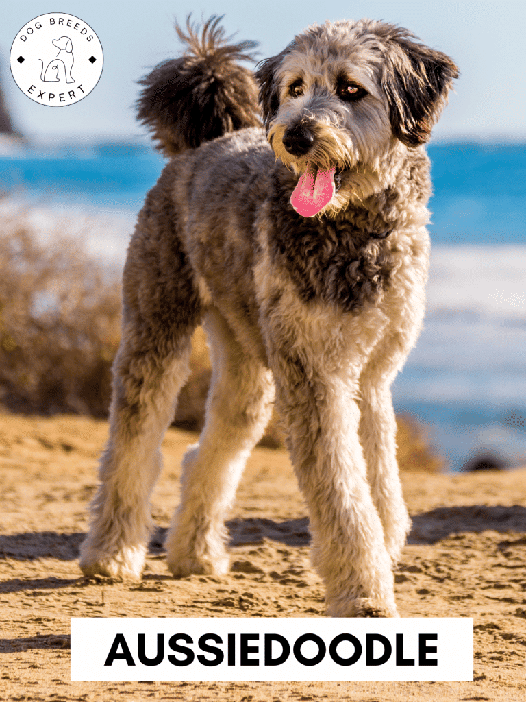 Aussiedoodle