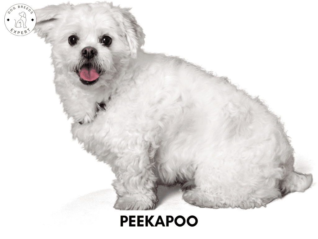 Peekapoo