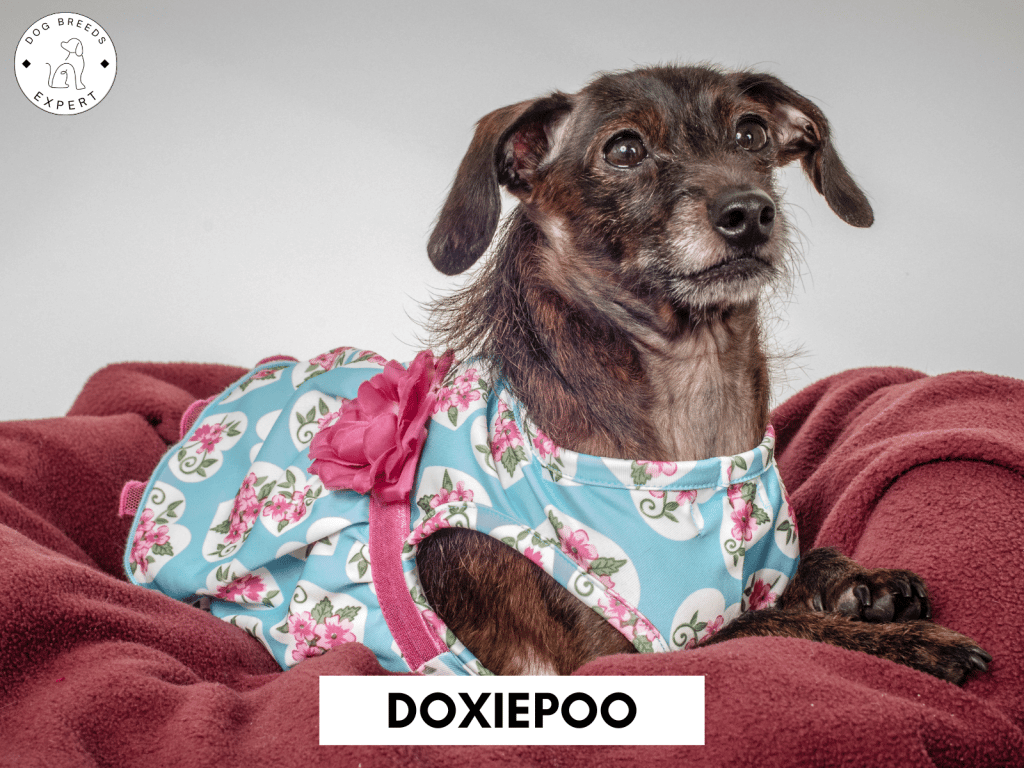 Doxiepoo