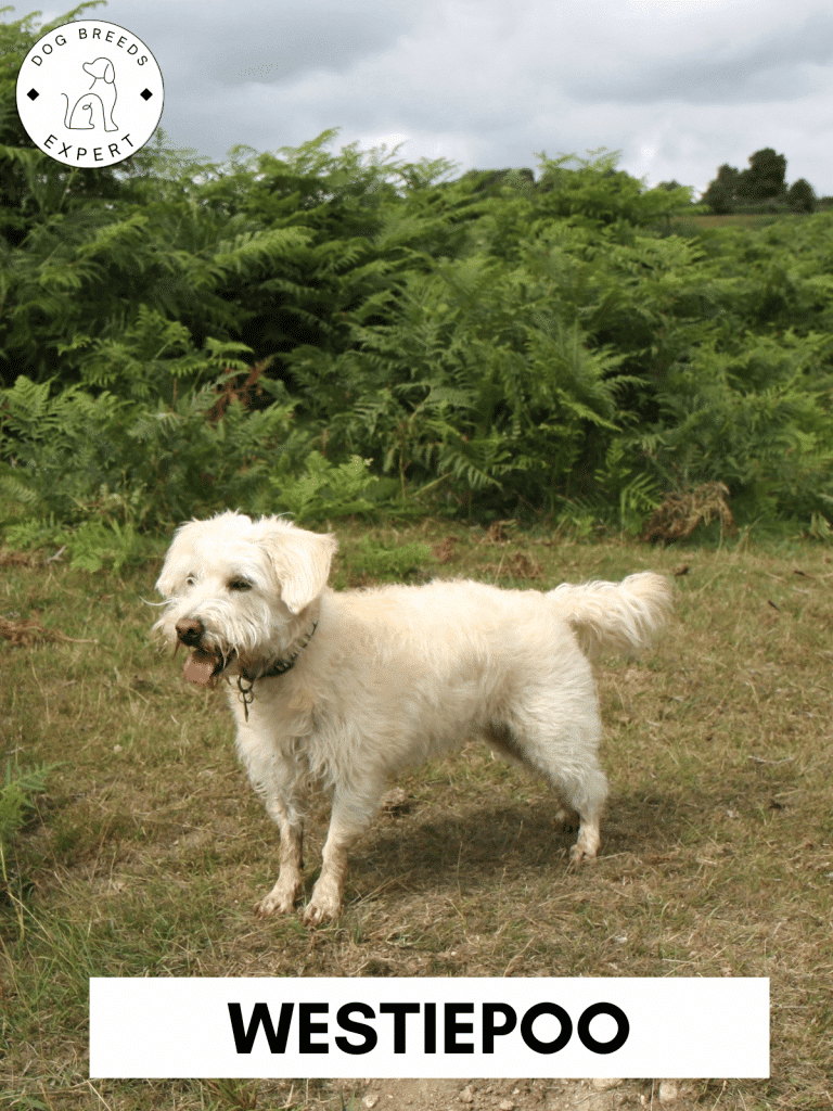 Westiepoo