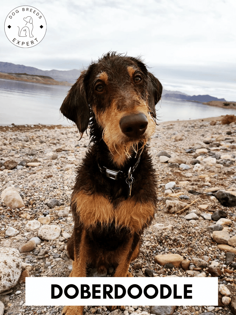 Doberdoodle