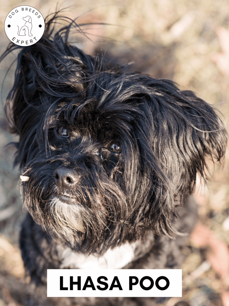 Lhasa Poo