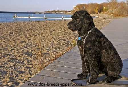 Portuguese Water Dog