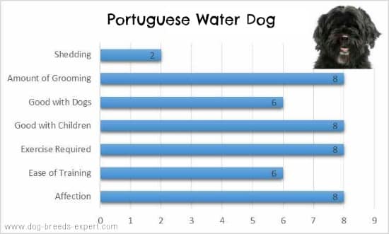 Portuguese Water Dog