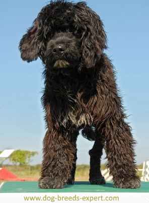 Portuguese Water Dog