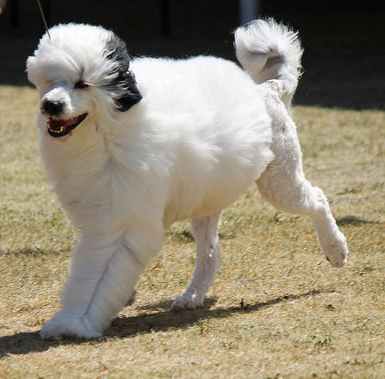 Portuguese Water Dog