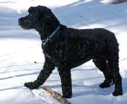 Portuguese Water Dog