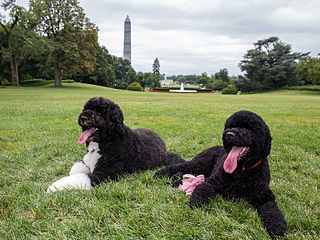 Portuguese Water Dog