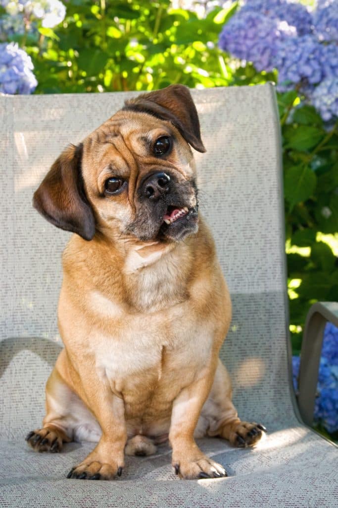 A Puggle dog sitting on a chair outside