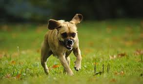 A Puggle dog running in a field