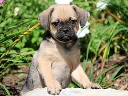 A cute Puggle puppy sitting up at an outdoor table