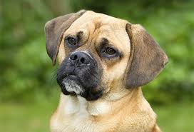 The head of a Puggle Dog up close