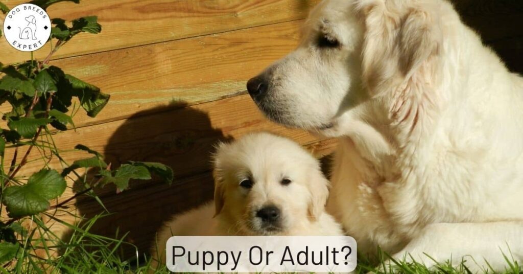 Puppy Or Adult?  Age Considerations When Choosing A Dog