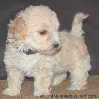 A white Maltipoo puppy against a dark background