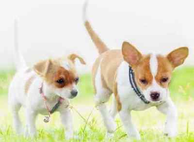 Two puppies on a green grass field