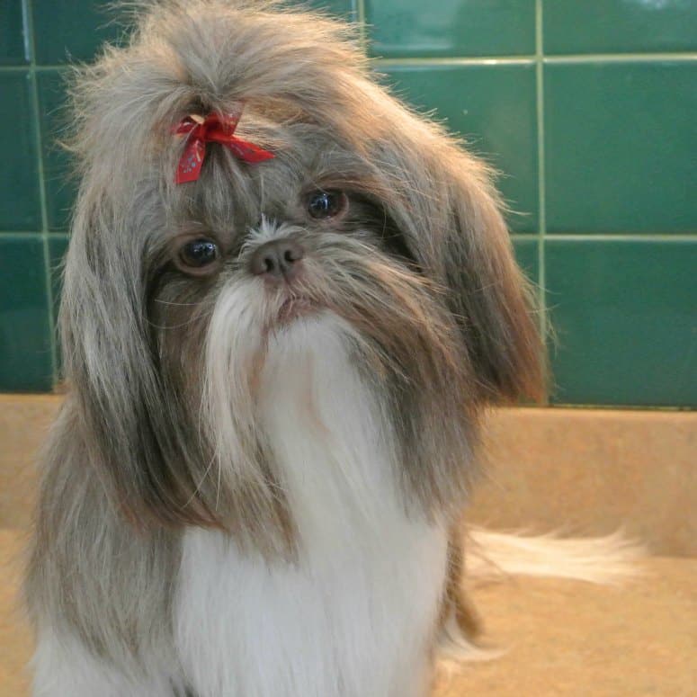 A small dog with a red hair tie sitting down in a bathroom