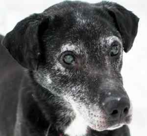 Close up of an old black dog