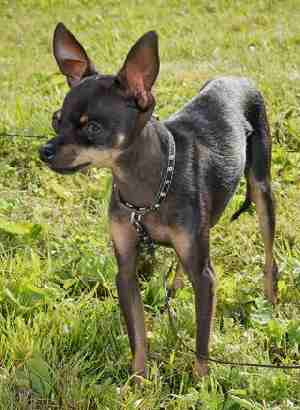 A Russkiy Toy Dog standing on grass, in the sun