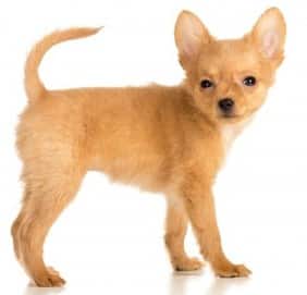 A Russkiy Toy dog standing sideways to the camera, against a white background