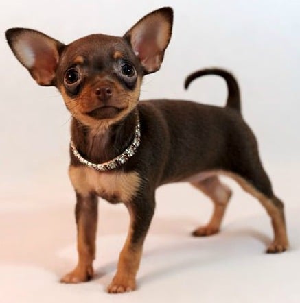 A black and tan Russian Toy Dog wearing a jeweled collar, with erect ears, facing the camera against a white background