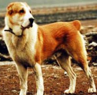 A brown and white Sage Koochee standing on a patch of earth with a brown field in the background