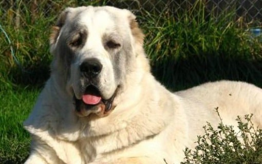 A white Sage Koochee dog lying down, against a dark backgrounf