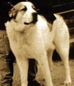 A white Sage Koochee dog standing against a dark background