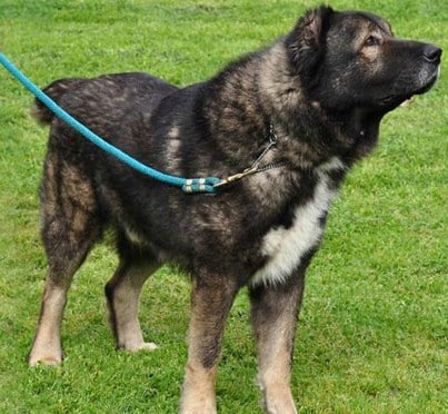 A dark colored sage koochee dog with a blue leash standing on grass, looking to the right