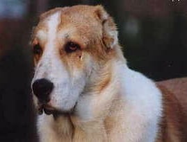 The head of a Sage Koochee dog in close-up