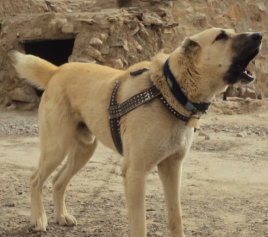 A brown sage koochee dog wearing a chest harness, standing on brown earth and barking