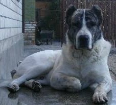 A Sage Koochee dog lying down against a brick wall, in a shed