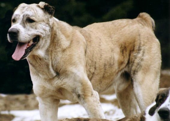 A brindle sage koochee dog standing against a dark background, facing to the left