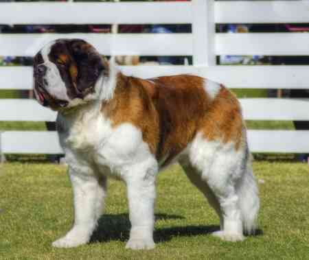 A Saint Bernard dog standing on grass in front of a white fence