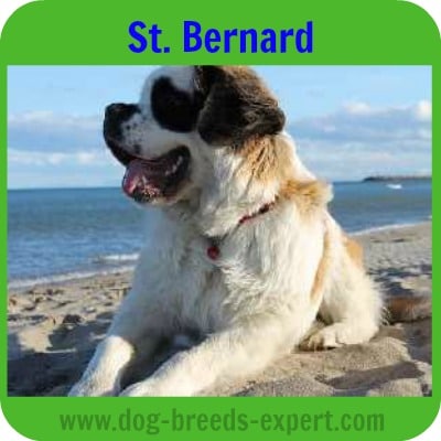 A Saint Bernard lying down on a sandy beach, with blue sea in the background