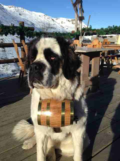 A Saint Bernard sitting down with a small barrel under its chin, with snowy hills in the background