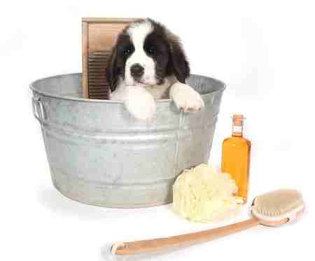 A Saint Bernard puppy sitting in a small metal bath tub