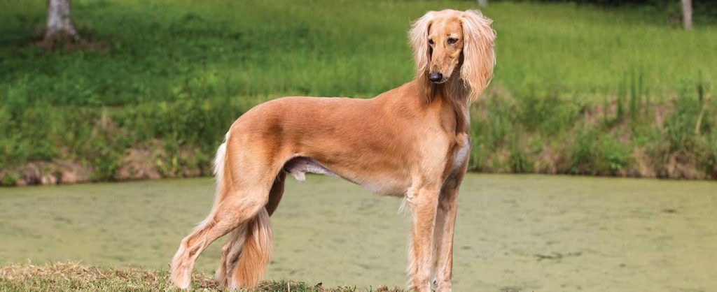 A Saluki Dog standing in a grass field