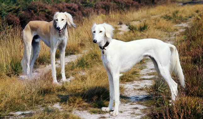 Two adult Saluki Dogs in a dry riverbed