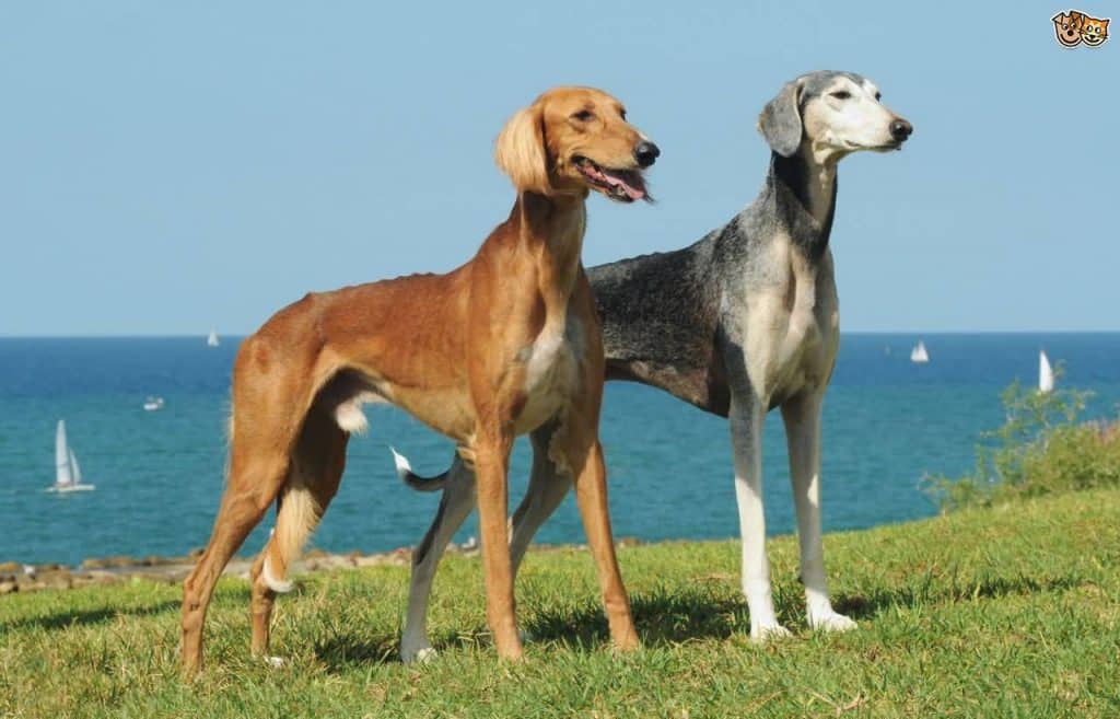 Two Saluki Dogs standing on a grass clifftop with blue sea in the background