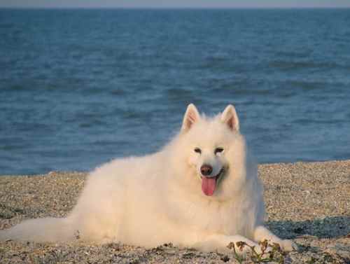 A white Samoyed dog lying on a shingle beach with a dark blue sea behind