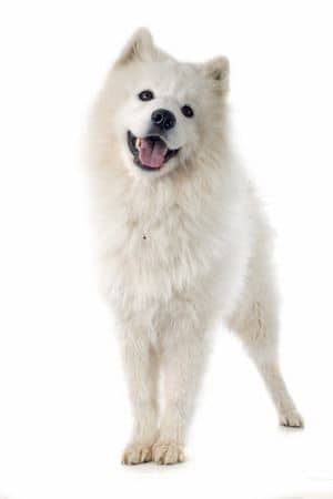 A white Samoyed standing looking at the camera, against a white background