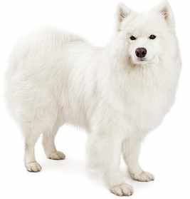 A white Samoyed against a white background