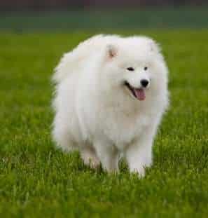 A Samoyed trotting against a dark green grass field