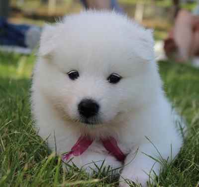 A Samoyed puppy lying down on grass, close up