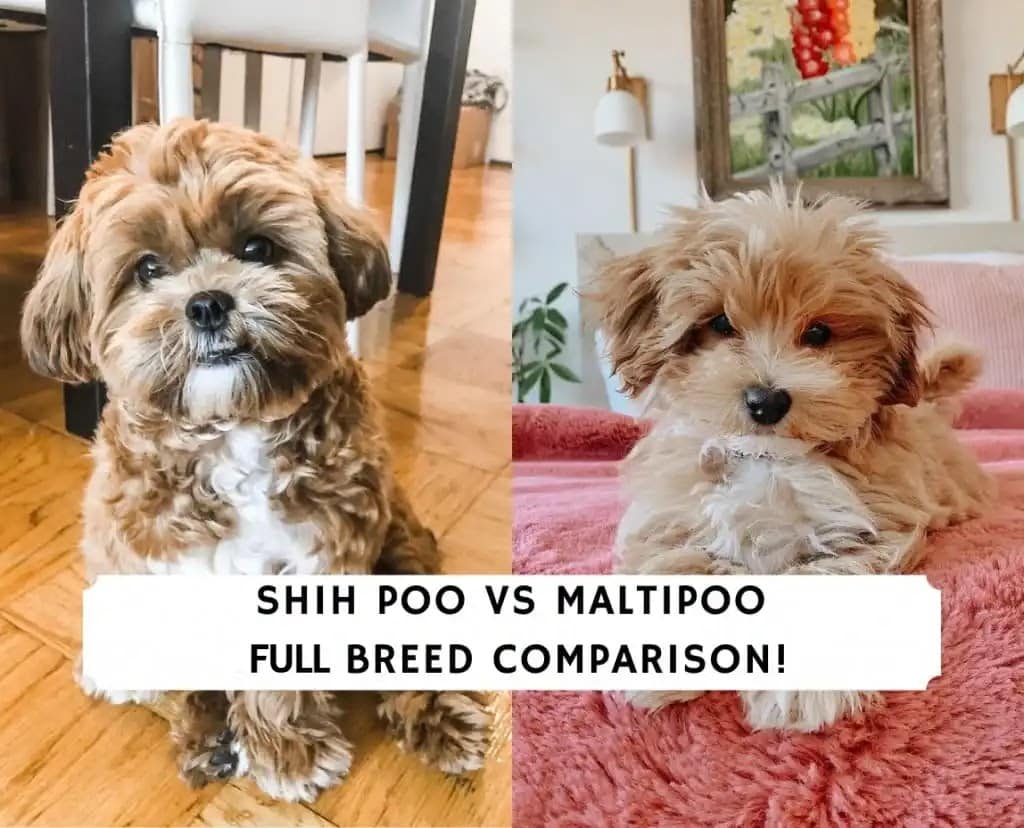 Shih Poo vs Maltipoo – Full Breed Comparison