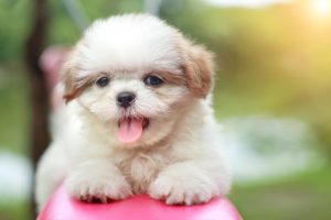 Shih-Poo-vs-Maltipoo-Temperament-How-do-they-behave