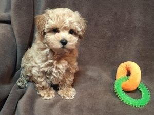 Maltipoo-vs-Shih-Poo-Apperance-How-they-look