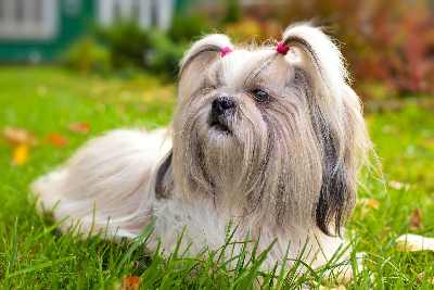 A Shih Tzu Dog lying in the grass.